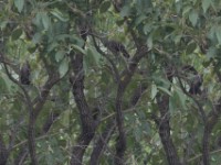 Brown Babbler (Turdoides plebejus)