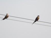 Mosque Swallow (Cecropis senegalensis)