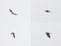 Mosque Swallow (Cecropis senegalensis)