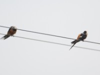 Mosque Swallow (Cecropis senegalensis)