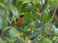Snowy-crowned Robin-Chat (Cossypha niveicapilla)
