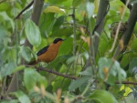 Snowy-crowned Robin-Chat (Cossypha niveicapilla)
