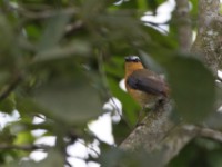 Grey-winged Robin-Chat (Cossypha polioptera)