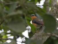 Grey-winged Robin-Chat (Cossypha polioptera)