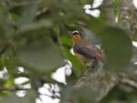 Grey-winged Robin-Chat (Cossypha polioptera)