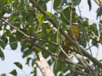 Joyful Greenbul (Chlorocichla laetissima)