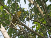 Joyful Greenbul (Chlorocichla laetissima)