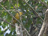 Joyful Greenbul (Chlorocichla laetissima)