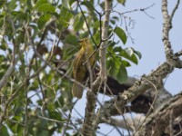 Joyful Greenbul (Chlorocichla laetissima)