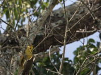 Joyful Greenbul (Chlorocichla laetissima)