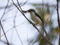 Mackinnon's Shrike (Lanius mackinnoni)
