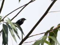 Grey-headed Nigrita (Nigrita canicapillus)