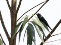 Grey-headed Nigrita (Nigrita canicapillus)