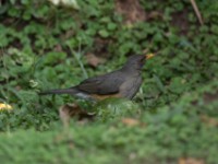 Olive Thrush (Turdus olivaceus)