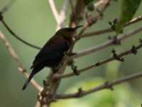 Copper Sunbird (Cinnyris cupreus)