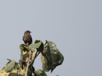 Sooty Flycatcher (Muscicapa infuscata)
