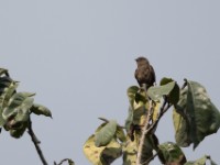 Sooty Flycatcher (Muscicapa infuscata)
