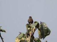 Sooty Flycatcher (Muscicapa infuscata)