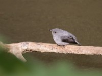 Cassin's Flycatcher (Muscicapa cassini)