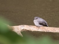 Cassin's Flycatcher (Muscicapa cassini)