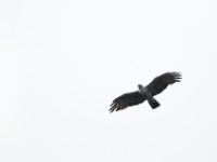 Ayres's Hawk-Eagle (Hieraaetus ayresii)