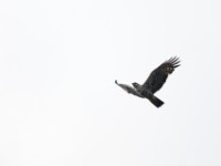 Ayres's Hawk-Eagle (Hieraaetus ayresii)