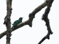 African Emerald Cuckoo (Chrysococcyx cupreus)