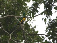 African Emerald Cuckoo (Chrysococcyx cupreus)