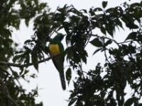 African Emerald Cuckoo (Chrysococcyx cupreus)