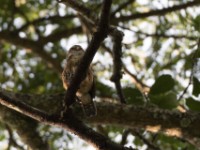 Red-chested Owlet (Glaucidium tephronotum)