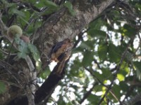 Red-chested Owlet (Glaucidium tephronotum)
