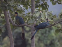 Great Blue Turaco (Corythaeola cristata)