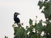 Black-and-white-casqued Hornbill (Bycanistes subcylindricus)