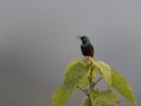 Orange-tufted Sunbird (Cinnyris bouvieri)