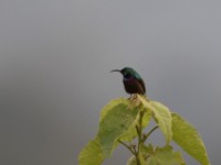 Orange-tufted Sunbird (Cinnyris bouvieri)