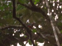Green-breasted Pitta (Pitta reichenowi)