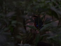 Green-breasted Pitta (Pitta reichenowi)
