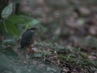 Green-breasted Pitta (Pitta reichenowi)