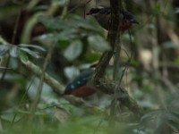 Green-breasted Pitta (Pitta reichenowi)