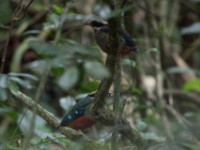Green-breasted Pitta (Pitta reichenowi)