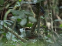 Green-breasted Pitta (Pitta reichenowi)
