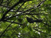 Blue Malkoha (Ceuthmochares aereus)