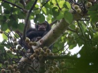 Chimpanzee (Pan troglodytes)