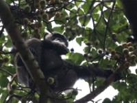 Chimpanzee (Pan troglodytes)