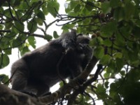 Chimpanzee (Pan troglodytes)