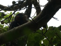 Chimpanzee (Pan troglodytes)