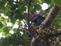Chimpanzee (Pan troglodytes)