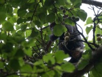 Chimpanzee (Pan troglodytes)