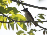 Black-and-white Shrike-flycatcher (Bias musicus)