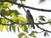 Black-and-white Shrike-flycatcher (Bias musicus)